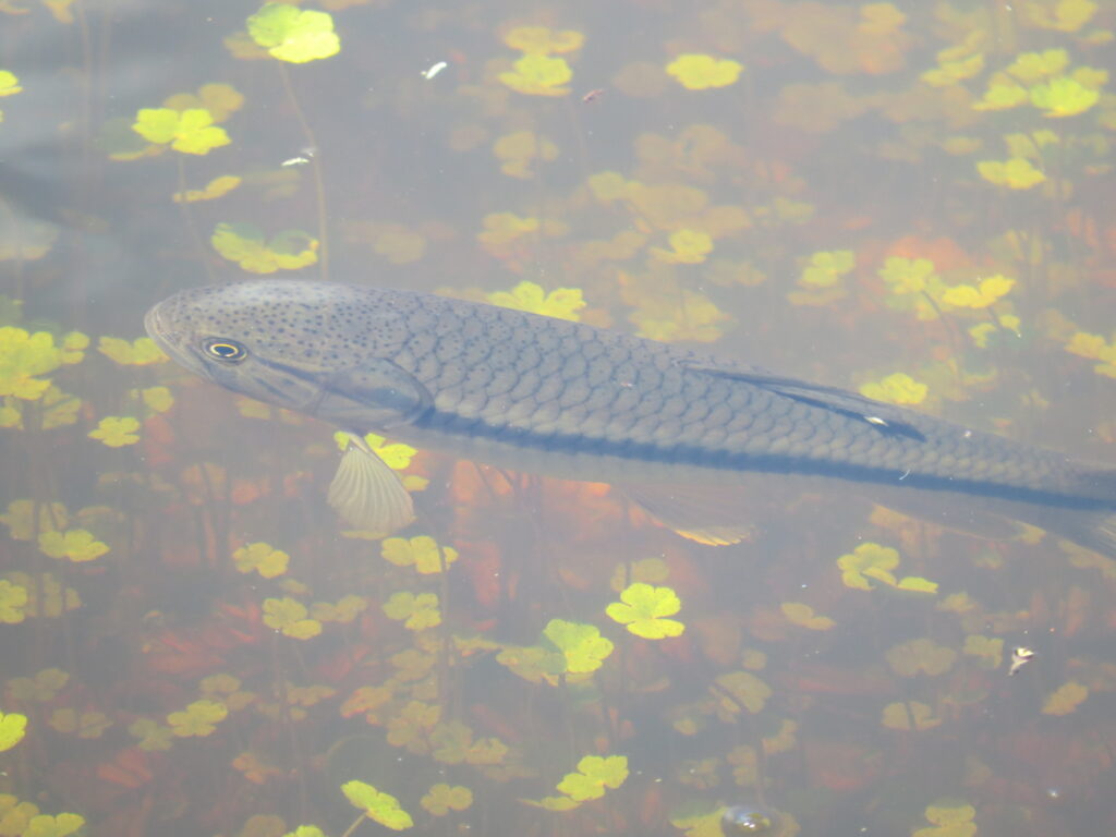 水面越しに見たストライプホーリー（Hoplerythrinus unitaeniatus）の頭部と体側