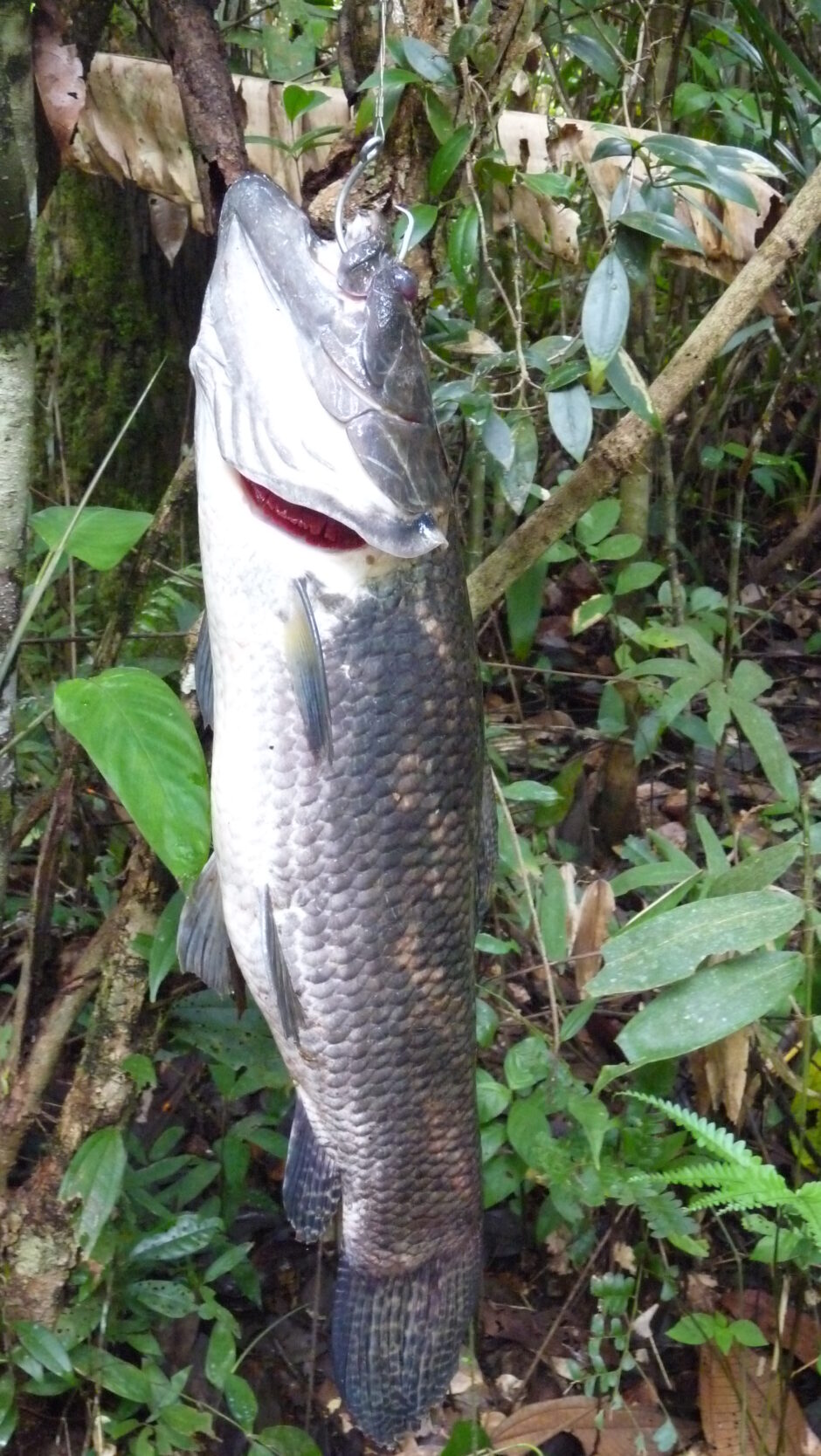 釣り上げられたタライロン(Hoplias aimara)の採集個体
