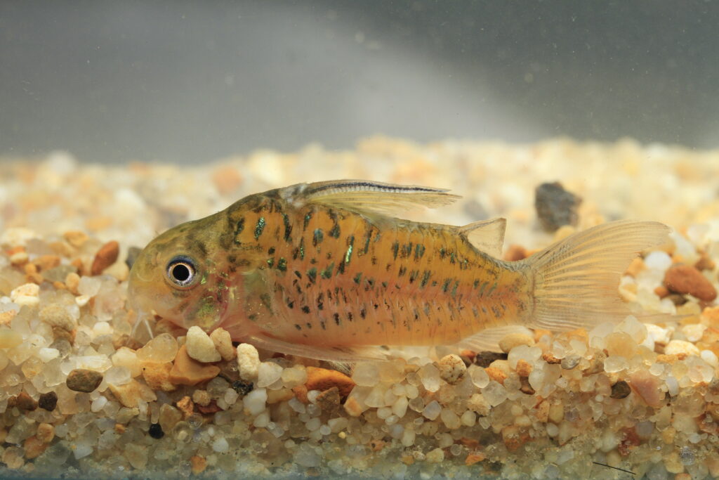 コリドラス：ホプリソマ・アルマトゥム（Hoplisoma armatum）の水中写真