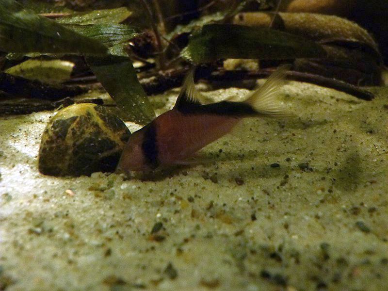 水槽の底にいるダヴィドサンディ。目を通る黒帯と背側の太い黒帯が見える