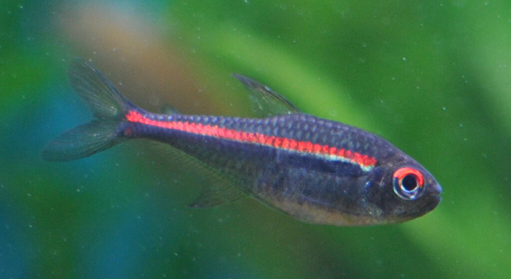 ヒフェッソブリコン・アマパエンシス（Hyphessobrycon amapaensis）の実魚写真