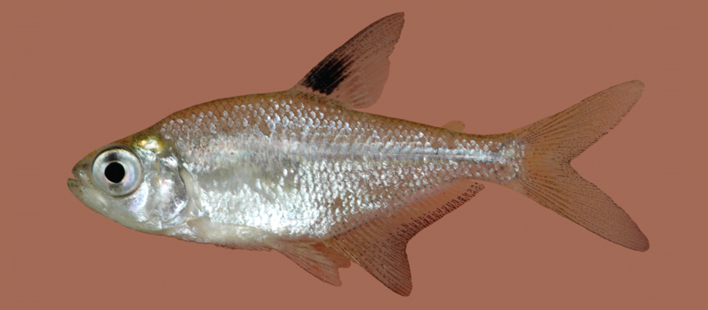 マヤテトラ（Hyphessobrycon compressus）の採集直後のメス