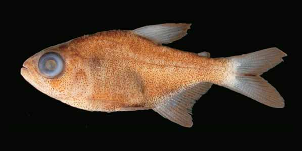 Hyphessobrycon eilyos の標本写真