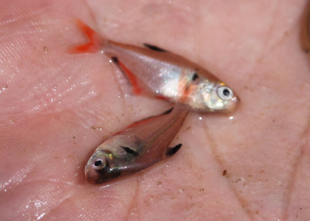サーペ（Hyphessobrycon eques）の採集個体2匹