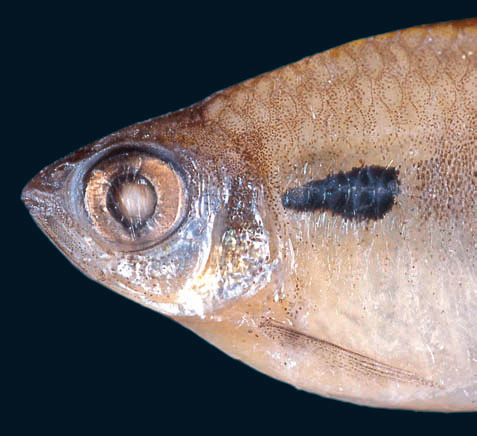 Hyphessobrycon khardinae の雌の標本の頭部と体前半