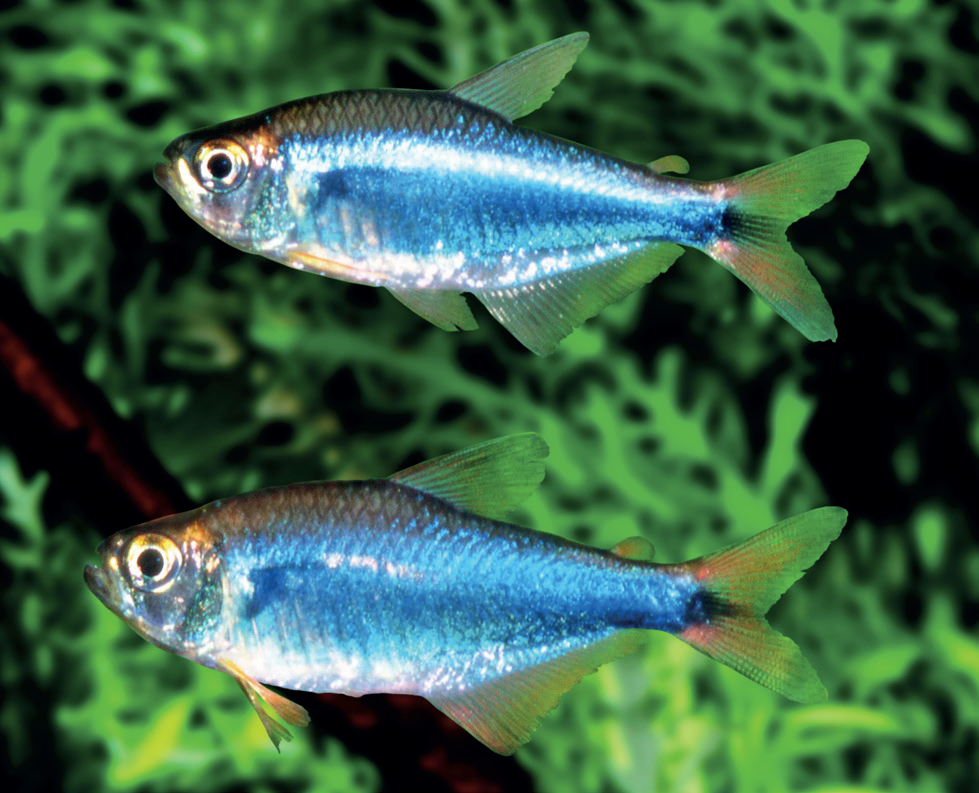 パープルファラガ(Hyphessobrycon margitae)の実魚写真