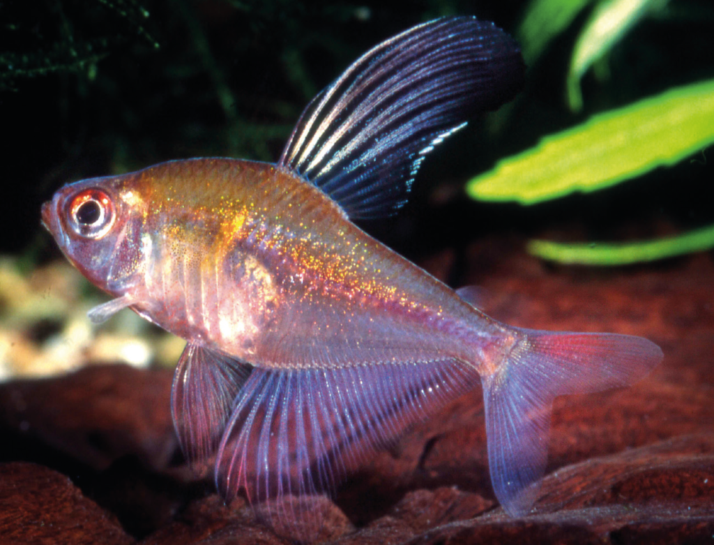 コバルトロージーテトラ（Hyphessobrycon paepkei）の実魚写真