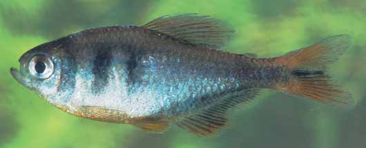 コバルトグリエミテトラ（Hyphessobrycon weitzmanorum）の実魚写真