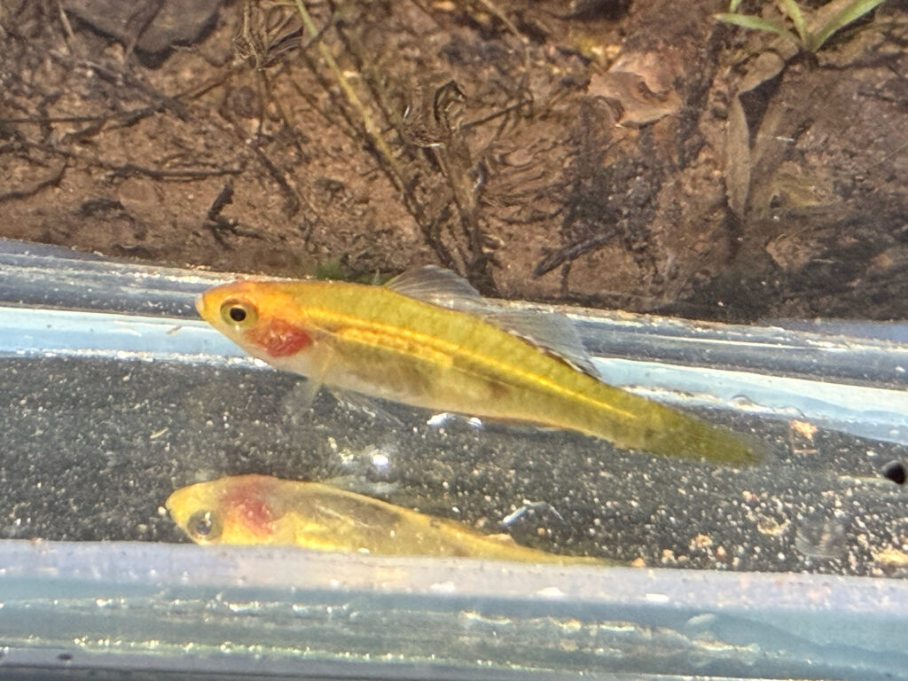 観察用水槽内のエンパイアガジョン（Hypseleotris compressa）