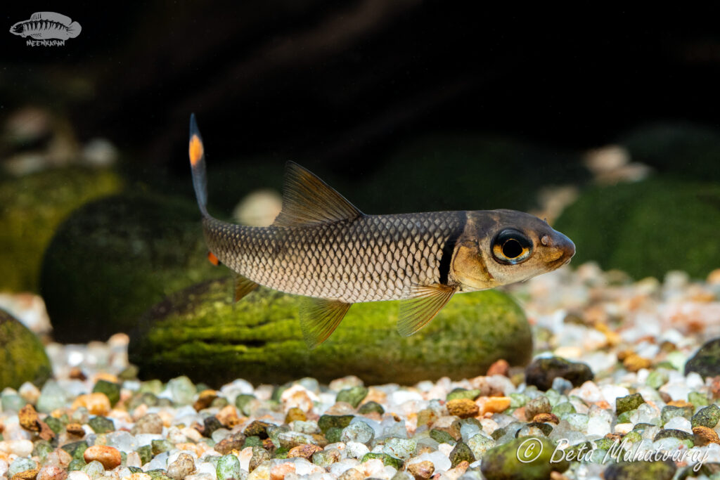 レッドカナリーゼバルブ（Hypselobarbus kurali）の実魚写真