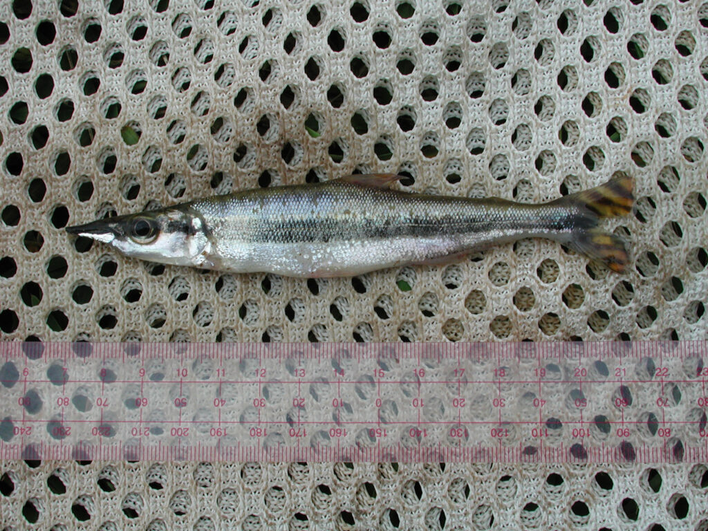網の上で撮影されたイクチボルス・オルナトゥス（Ichthyborus ornatus）の採集個体