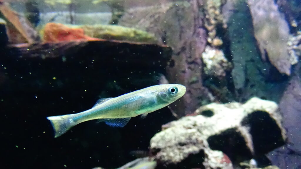 ランプリクティス・タンガニカヌス（Lamprichthys tanganicanus）のメス
