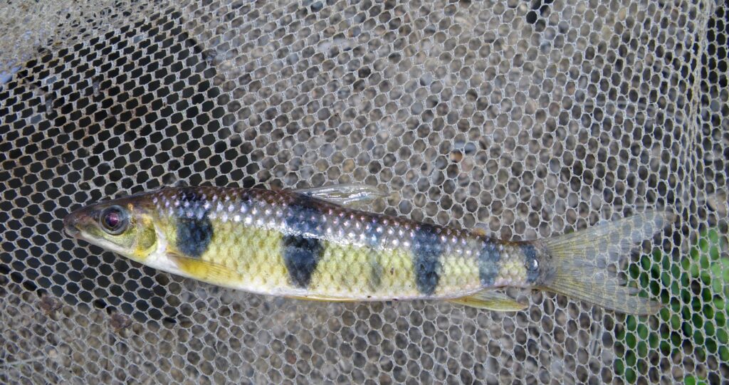 レポリヌス・マクラトゥス（Leporinus maculatus）の採集個体