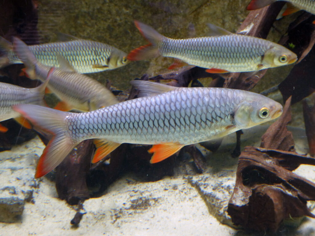 レプトバルブス・ルブリピンナ(Leptobarbus rubripinna)の実魚写真