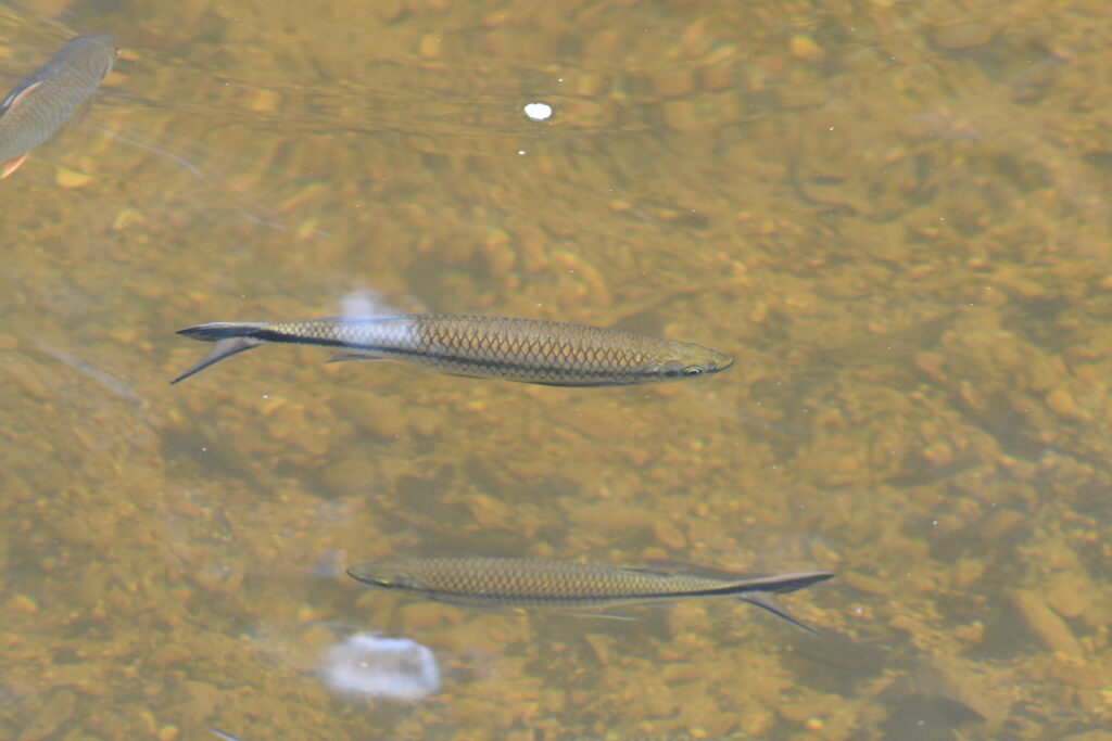 水面越しに見える中央のアポロシャーク（Luciosoma setigerum）