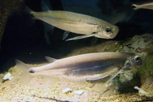カショーロバルブ（Macrochirichthys macrochirus）の実魚写真
