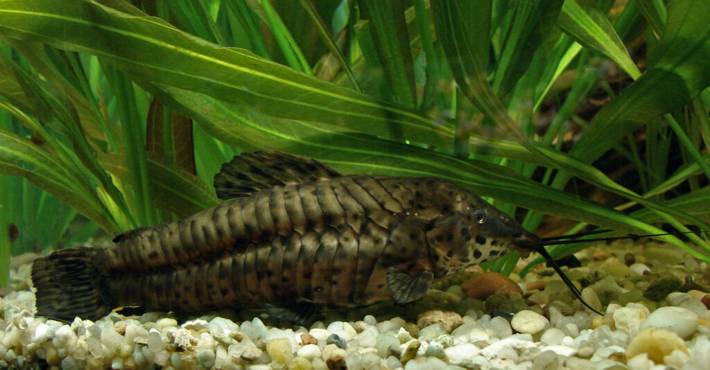メガㇾキス・トラカタ（Megalechis thoracata）の実魚写真