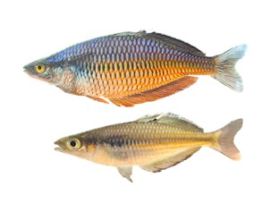 メラノタエニア・ファシネンシス（Melanotaenia fasinensis）の雄（上）と雌（下）
