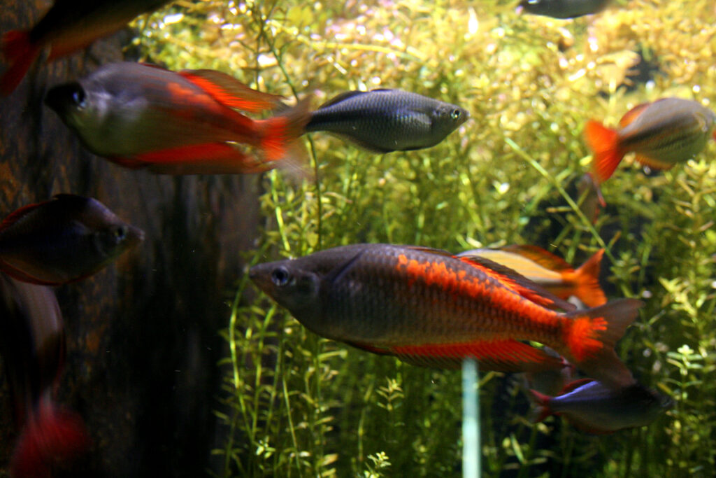 手前下を泳ぐメラノタエニア・パルキンソニ（Melanotaenia parkinsoni）