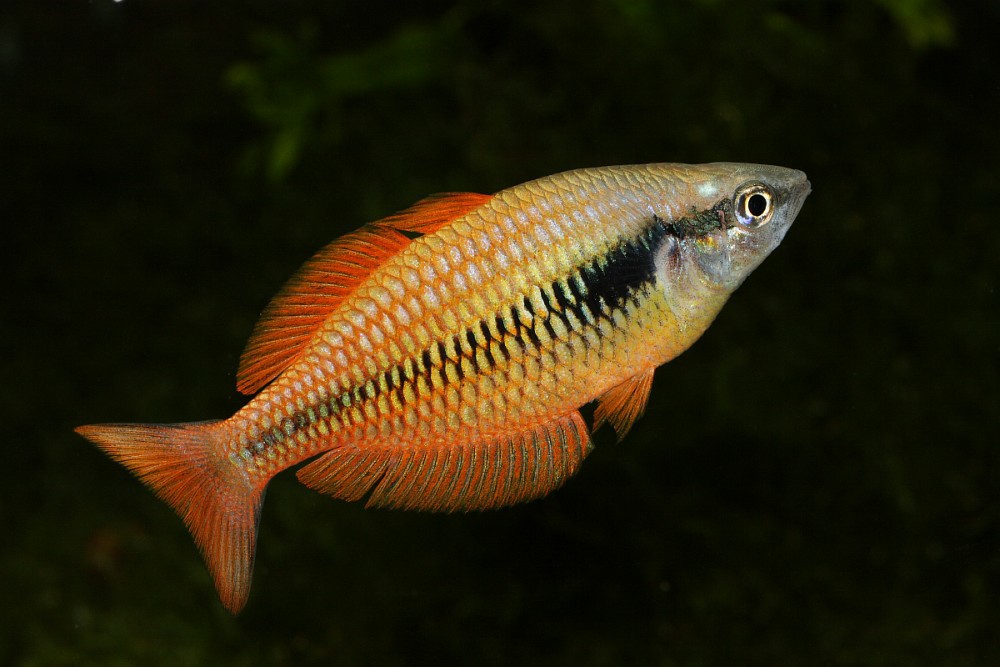 メラノタエニア・パルバ（Melanotaenia parva）のオス
