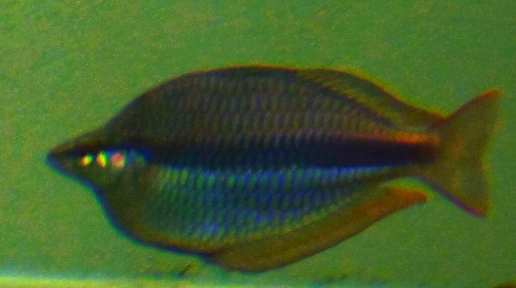 メラノタエニア・トリファスキアタ（Melanotaenia trifasciata）の実魚写真