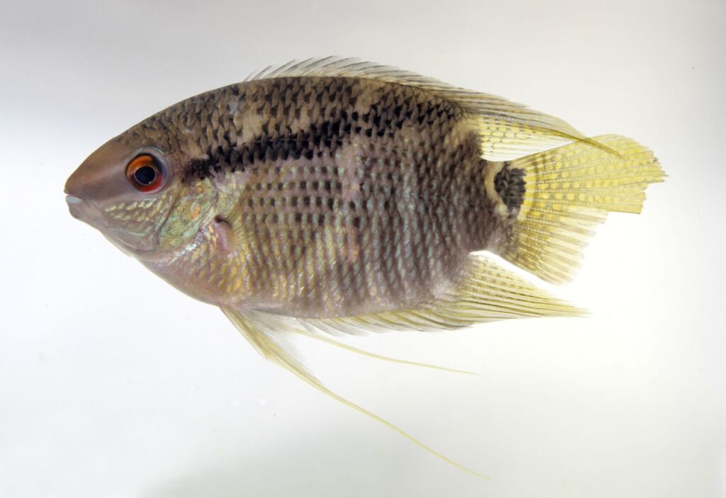 メソナウタ・インシグニス（Mesonauta insignis）の実魚写真