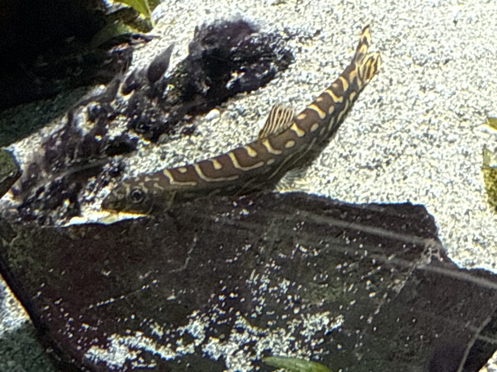 ゾディアックローチ（Mesonoemacheilus triangularis）の実魚写真