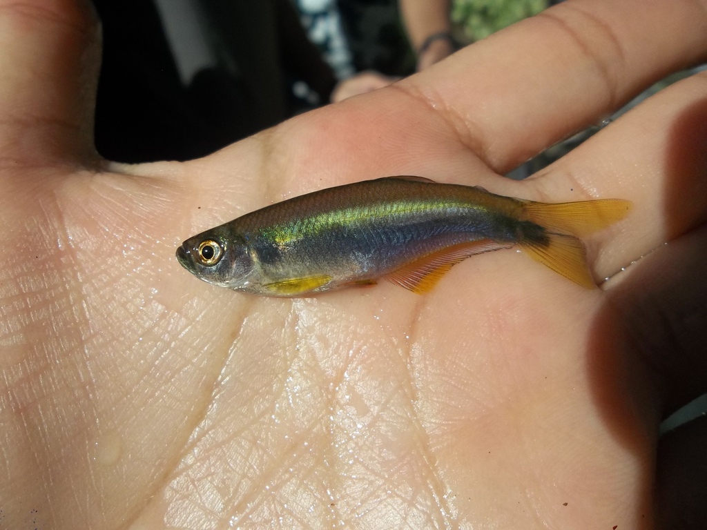 手の上で撮影されたバーバリーテトラ（Mimagoniates microlepis）の採集個体