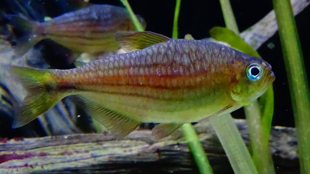 タイガーアグネステトラ（Moenkhausia agnesae）の実魚写真