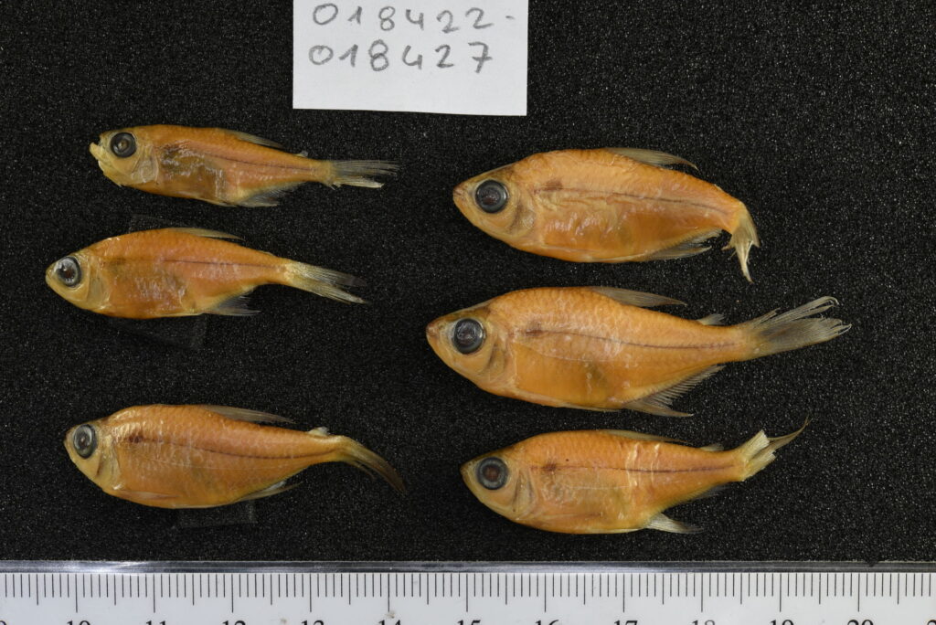 Moenkhausia collettii の標本6点