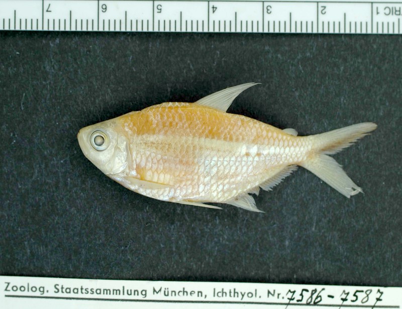 ジャックナイフテトラ（Moenkhausia costae）の標本