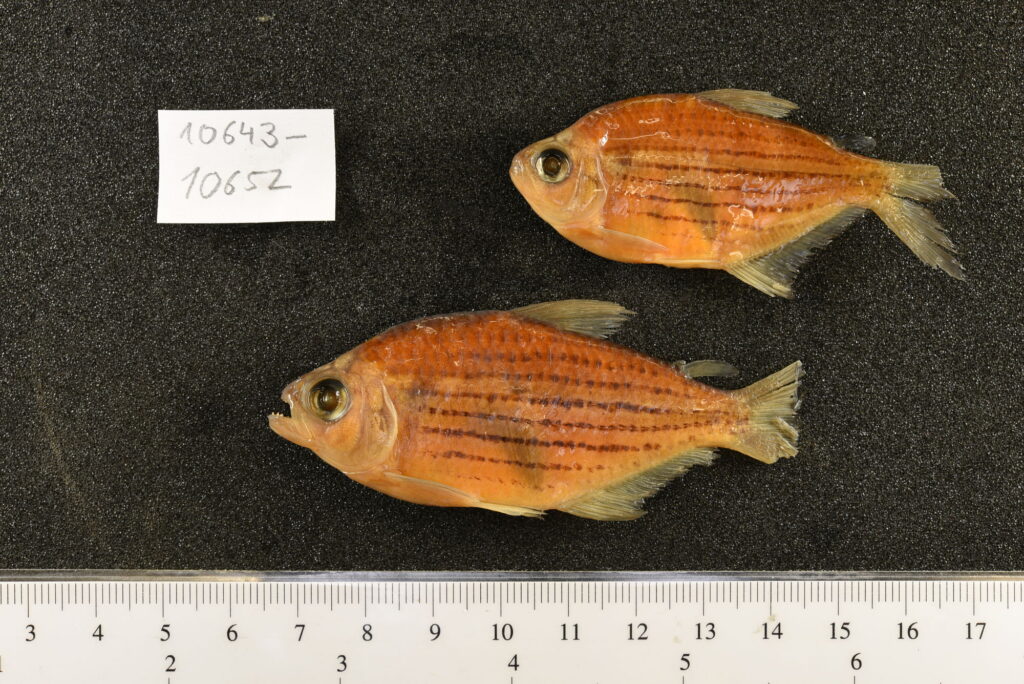 モエンクハウシア・シムラタ（Moenkhausia simulata）の標本2点