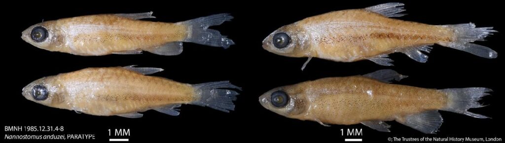 ナンノストムス・アンドゥゼイ（Nannostomus anduzei）の4標本