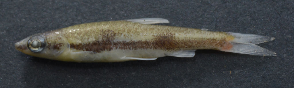 ナンノストムス・ディグラームス（Nannostomus digrammus）の研究標本の側面写真
