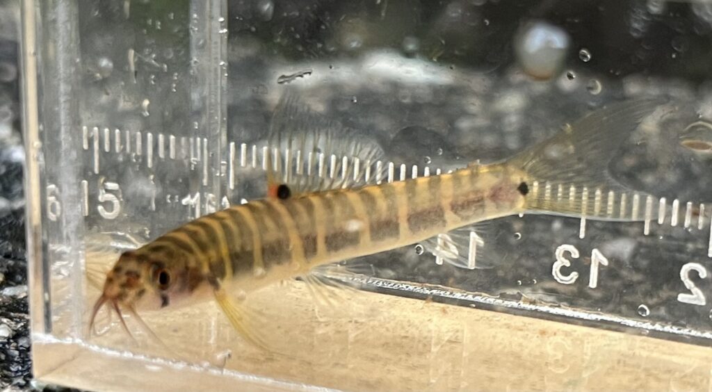 観察用水槽内のバンデッドローチ（Nemacheilus selangoricus）