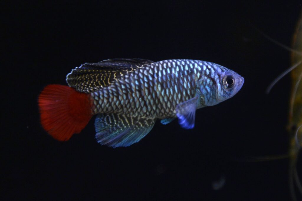 ノソブランキウス・パトリズィー（Nothobranchius patrizii）の実魚写真