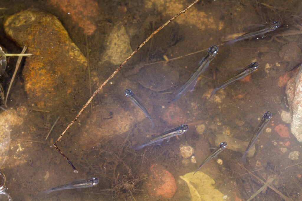 インドメダカ（Oryzias dancena）の写真