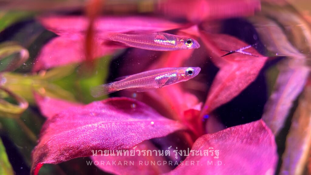 照明を受けたタイメダカ(Oryzias minutillus)