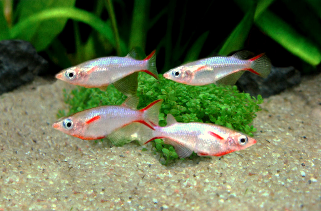 水草の前にいる4匹のオリジアス・ウォウォラエ