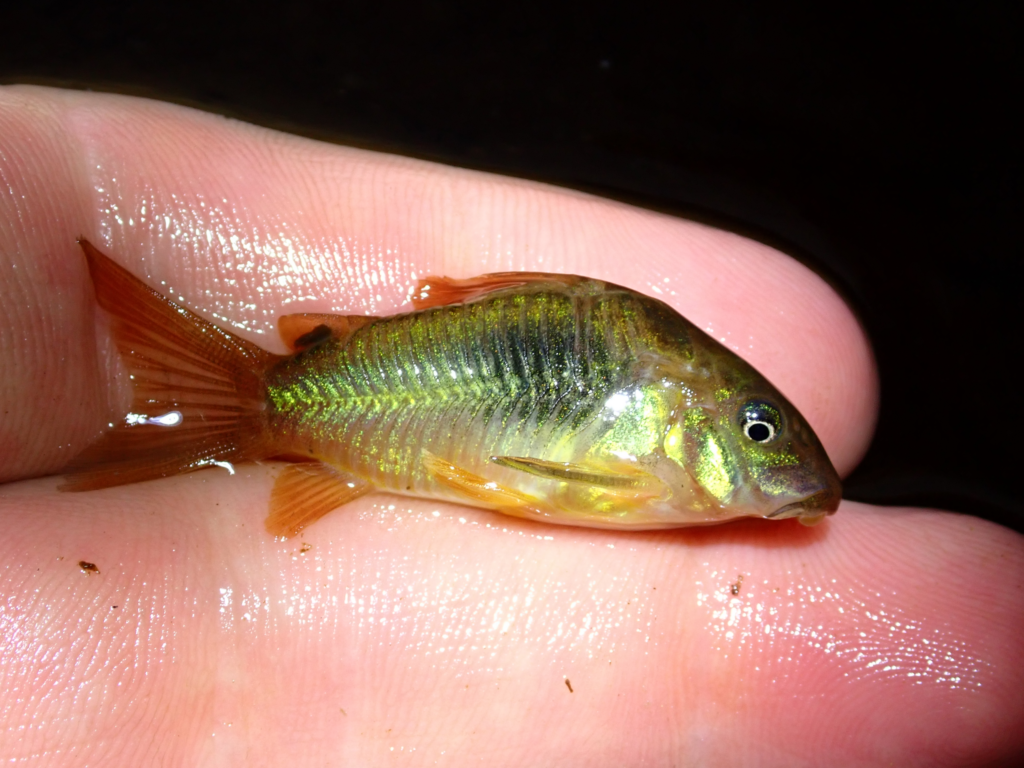 水外で保持されたオステオガステル・アエネア（Osteogaster aenea）
