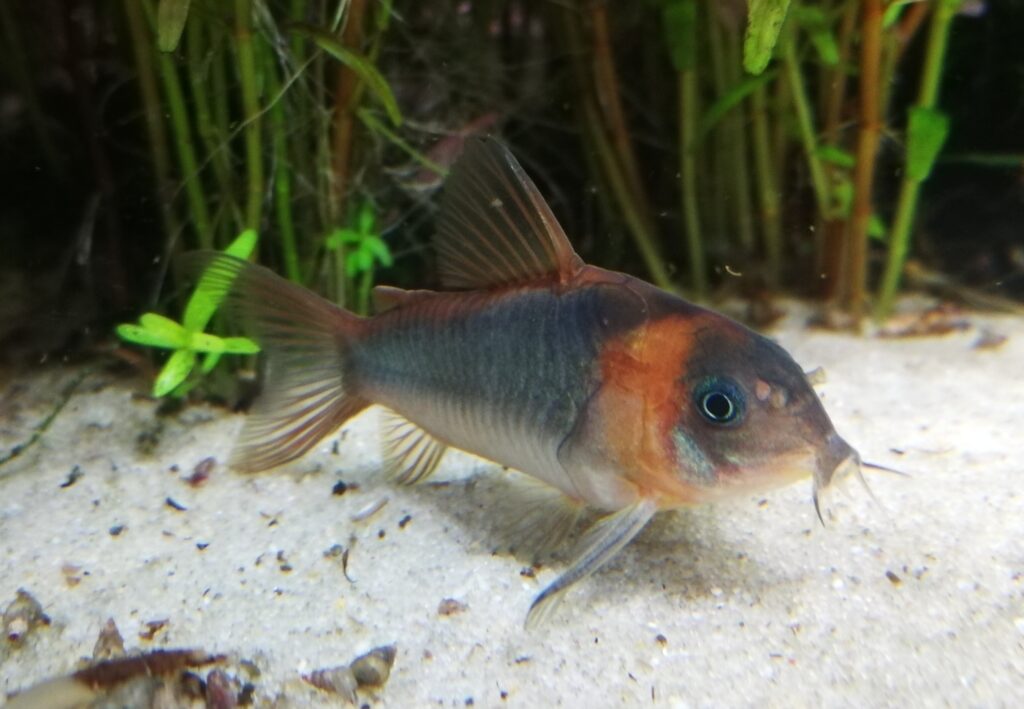 コリドラス:オステオガステル・エクエス（Osteogaster eques）の実魚写真