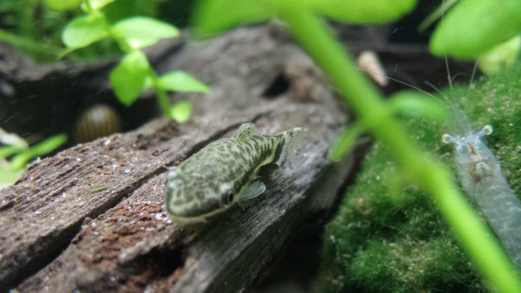 流木の上にいるオトシンクルス属の魚を前方から見た写真