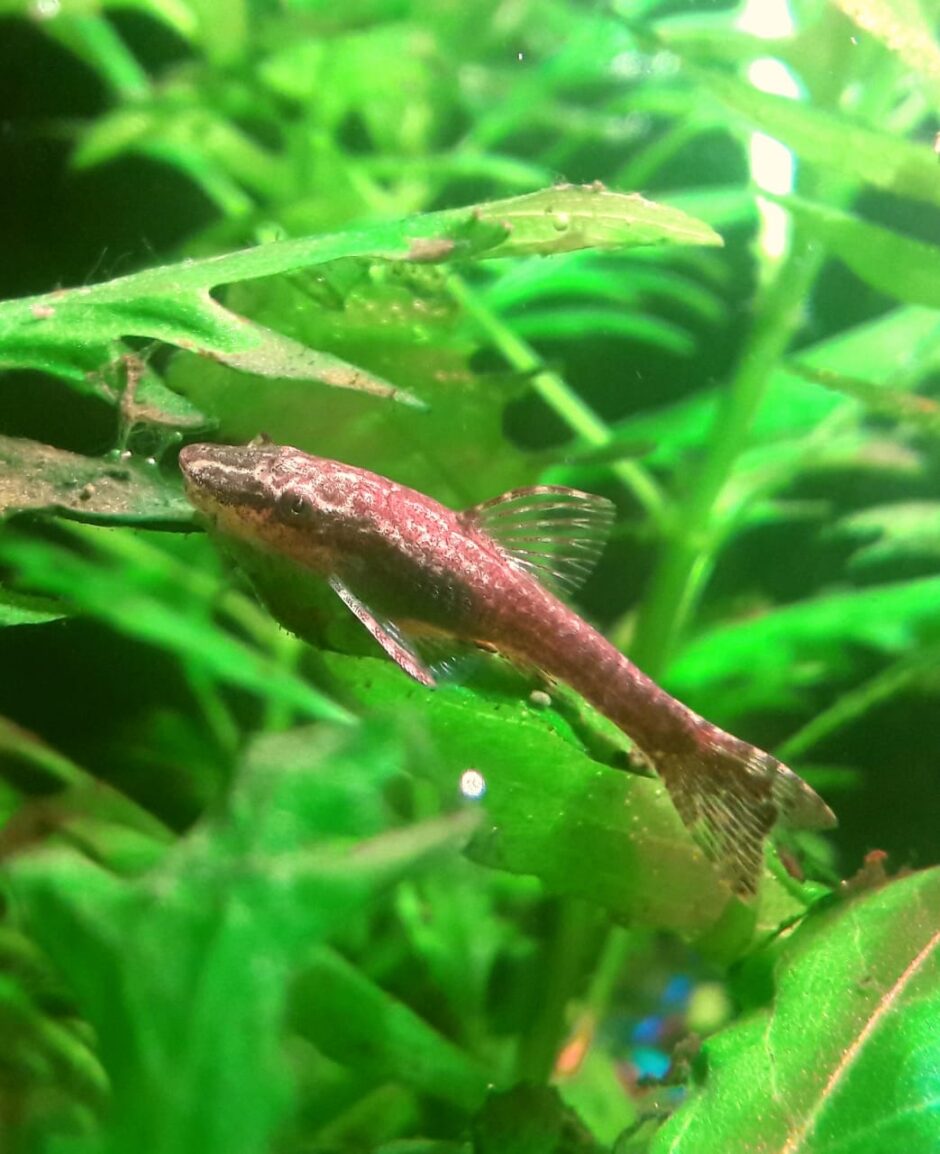 葉の上にいるオトシンクルス・ネグロとして扱われる魚
