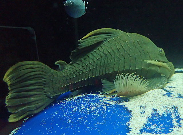 グリーンロイヤルプレコ（Panaque titan）の飼育個体