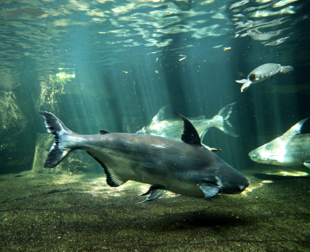 ベルリンの水族館で撮影されたパールン（Pangasius sanitwongsei）