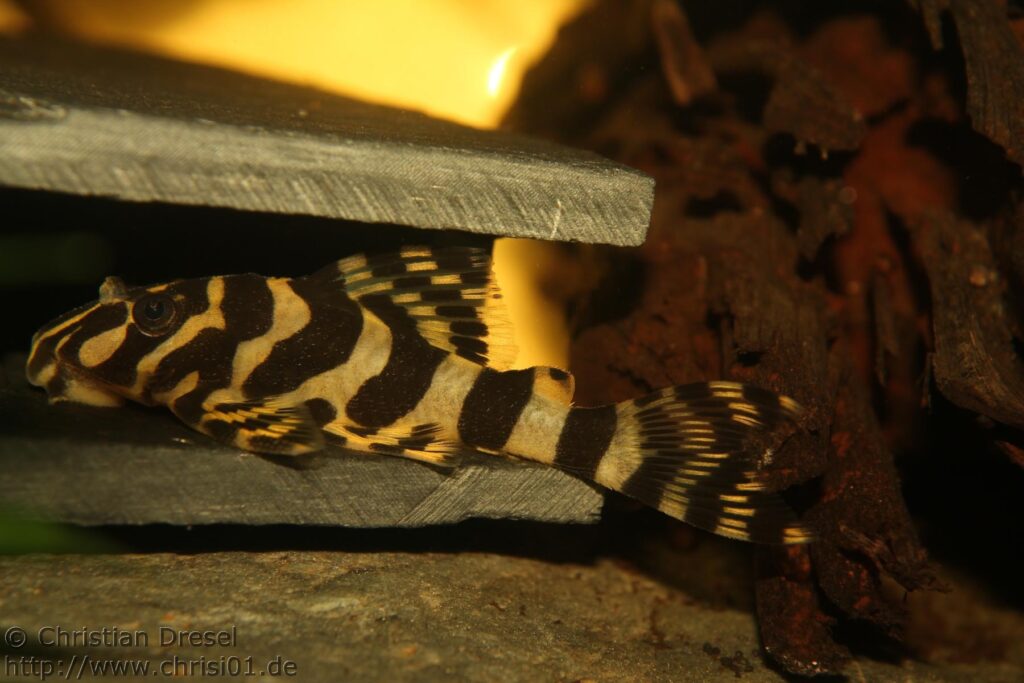 クイーンインペリアルタイガープレコ（Peckoltia compta）の実魚写真