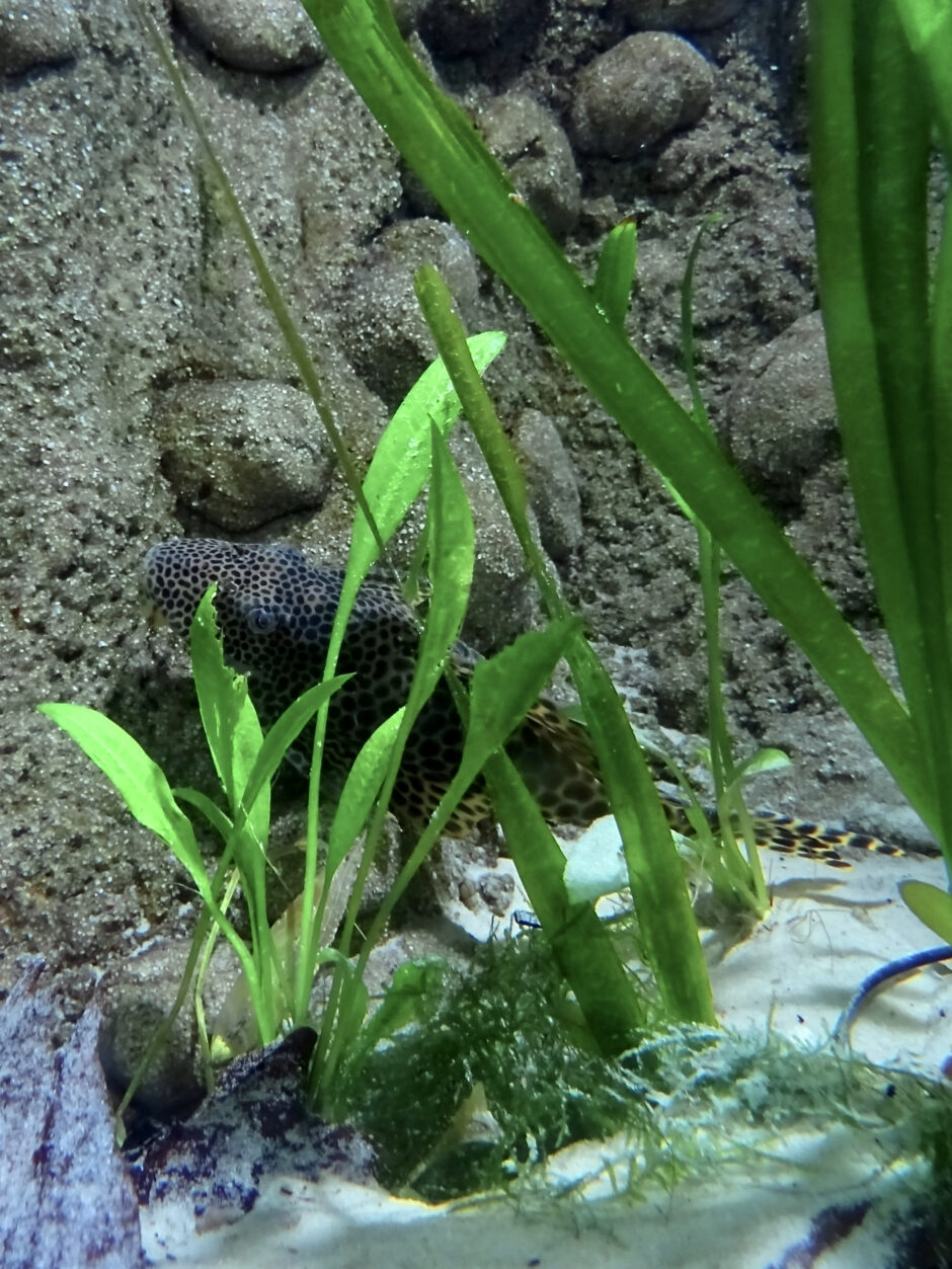 水草の間にいるビッグスポットプレコ（Peckoltia sabaji）の頭部と黒い斑点