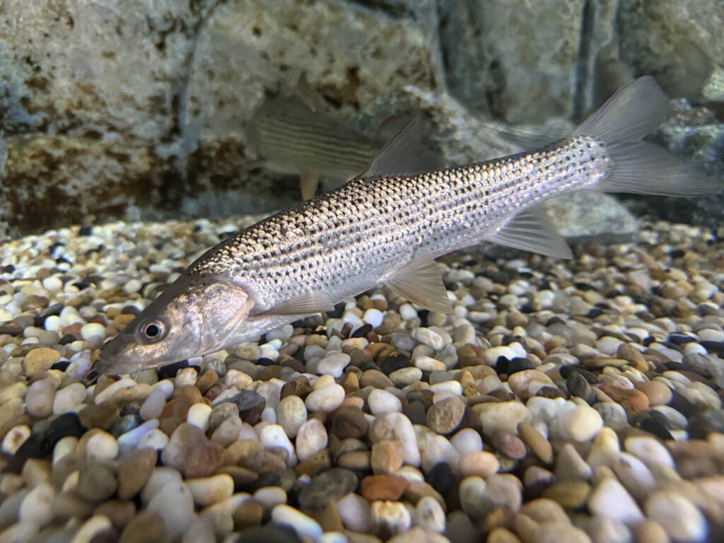 ペルコキプリス・ピンギ(Percocypris pingi)の実魚写真