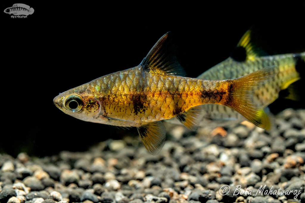 ぺチア・カニウス（Pethia canius）の実魚写真