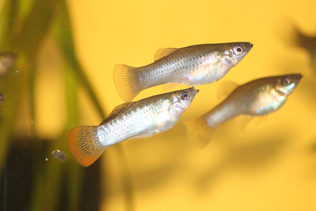 ポエキリア・ブトレリ(Poecilia butleri)の実魚写真